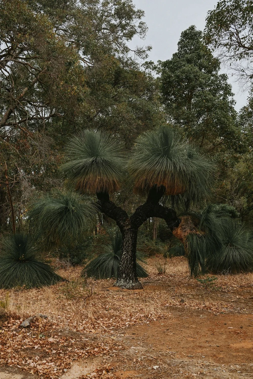 A grass tree (balga) with multiple tall, top-heavy, grass-like branches growing in a desert landscape surrounded by dry ground and other trees.
