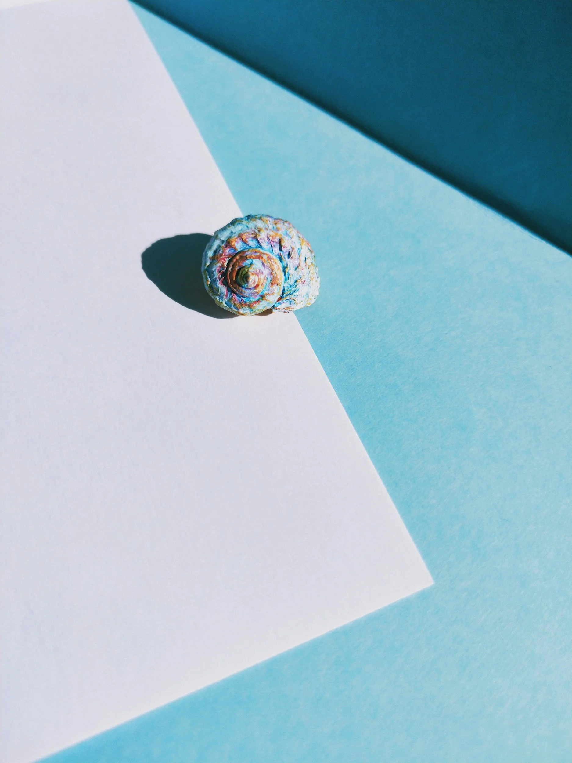 Colorful seashell on a white sheet of paper on a blue background.