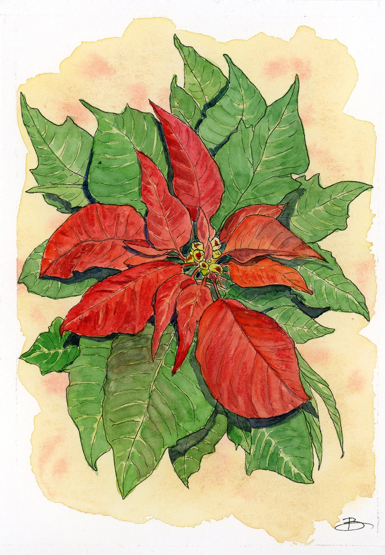 Poinsetia