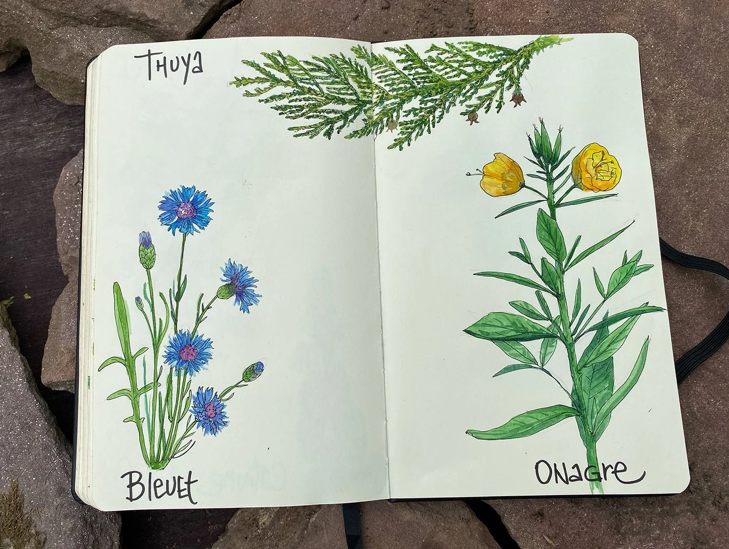 arrosetesfleurs-carnet-06.jpg