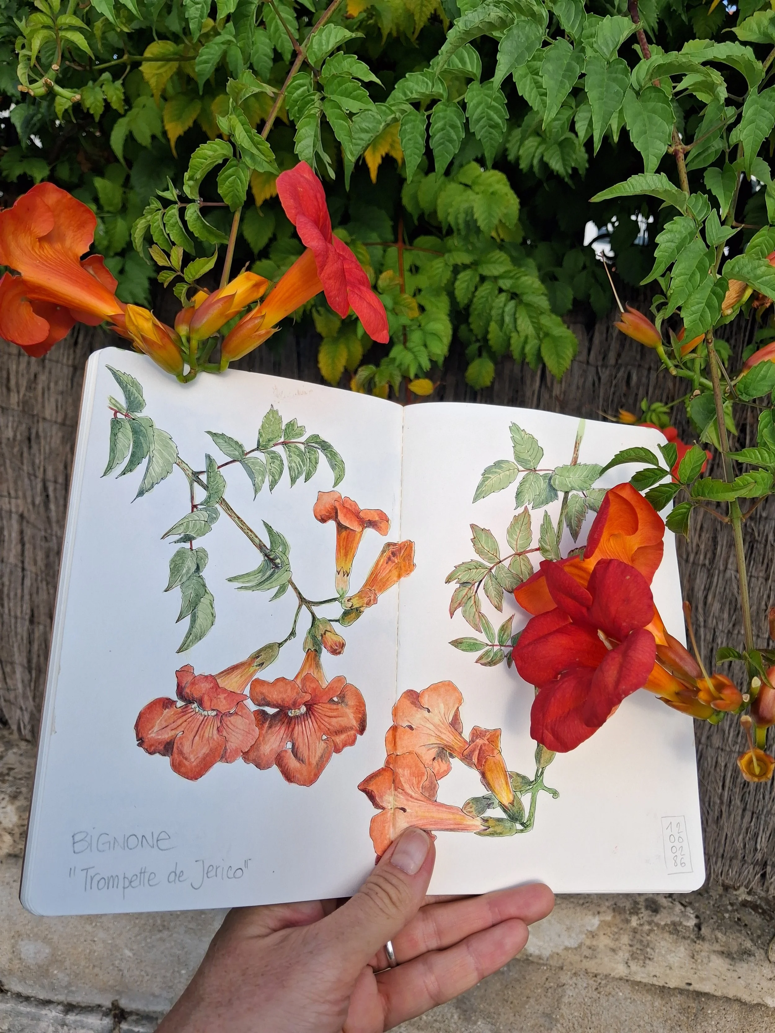 Une main tient un carnet ouvert avec une illustration d'une fleur orange appelée Trompette de Jerico, entourée de feuilles vertes. Dans le carnet, il est écrit 'BIGNONE' et 'Trompette de Jerico'. En arrière-plan, il y a une plante avec des fleurs ora