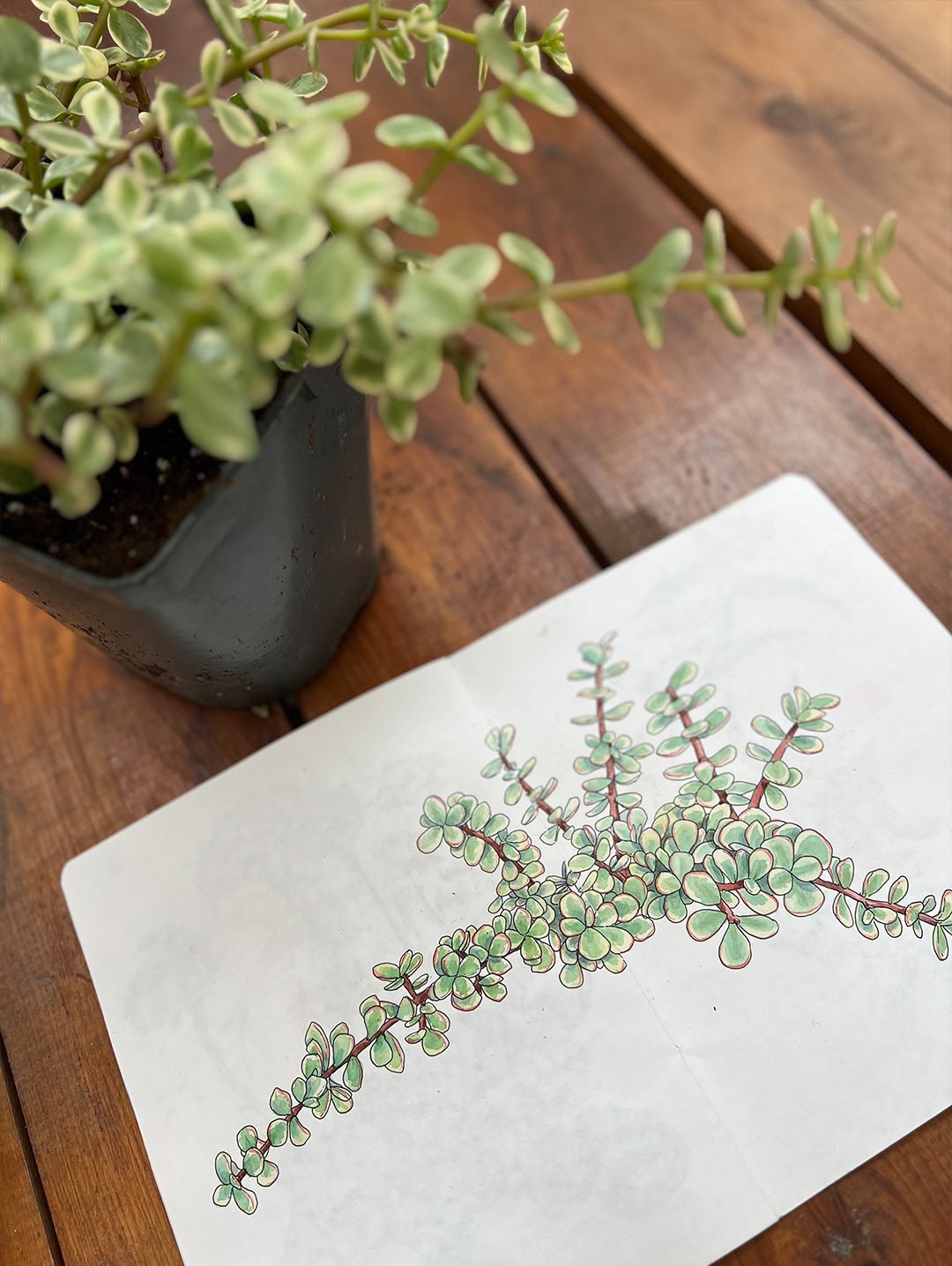 aquarelle-vegetale_arrosetesfleurs.02.jpg