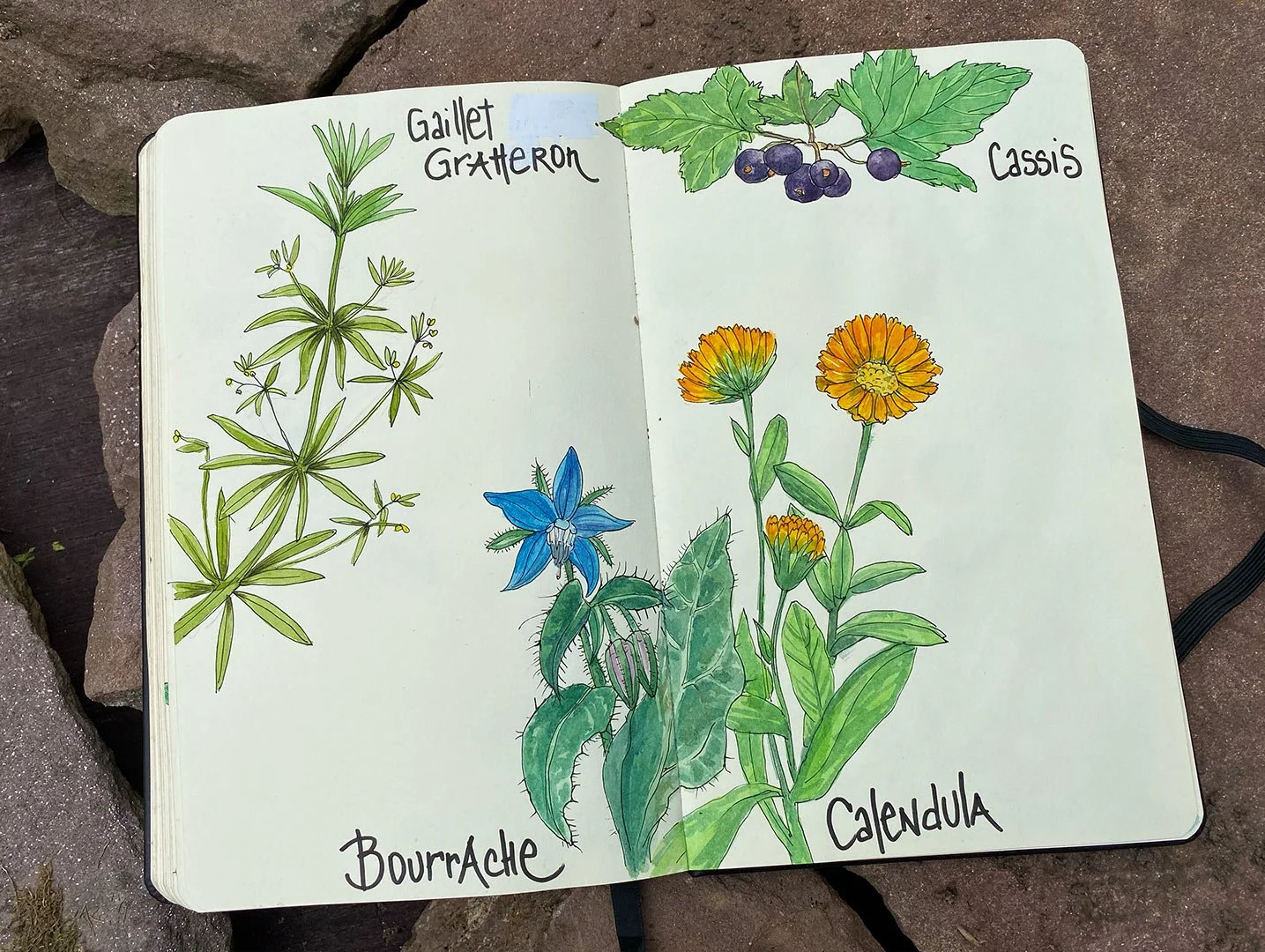 arrosetesfleurs-carnet-09.jpg