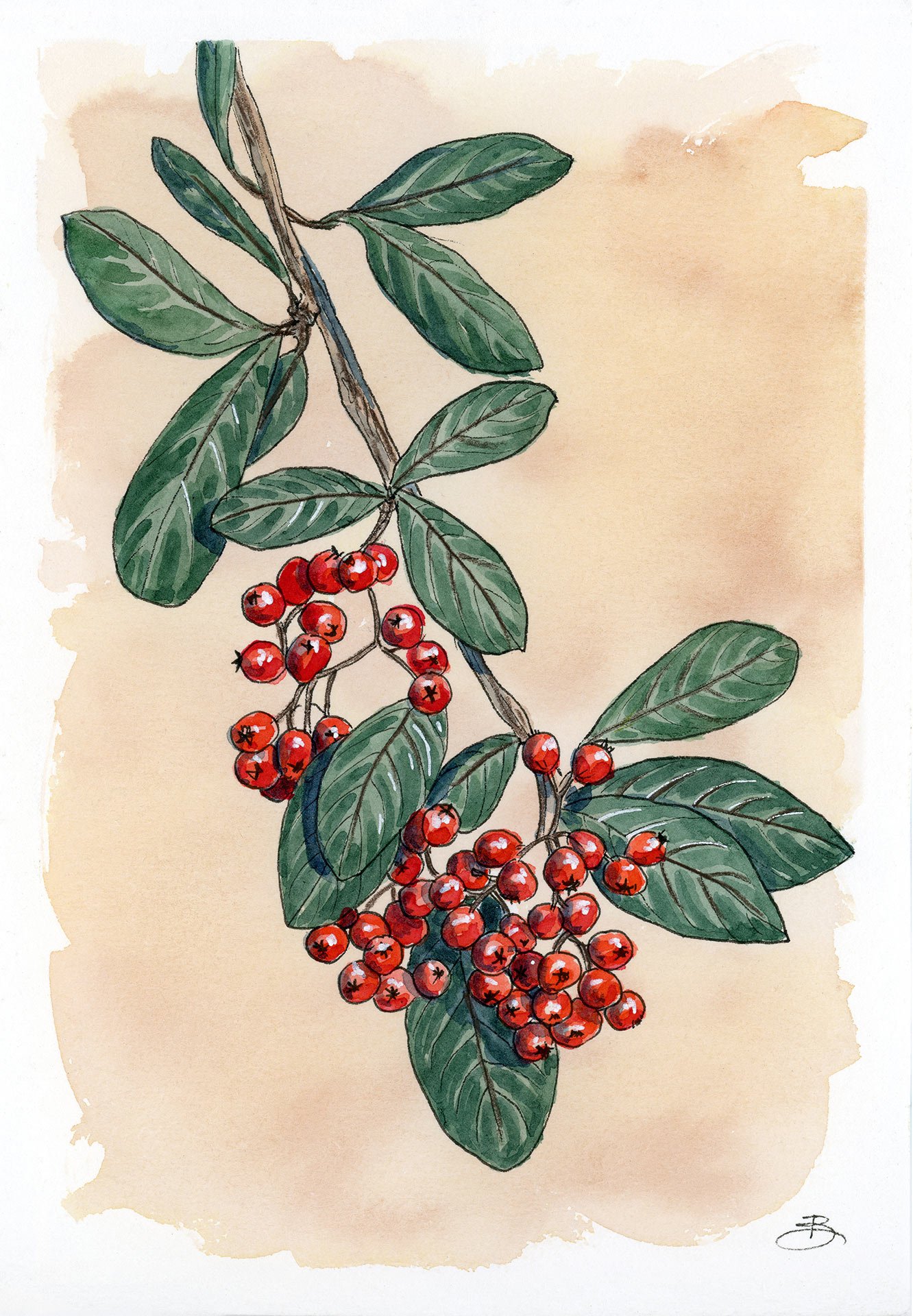 Cotoneaster