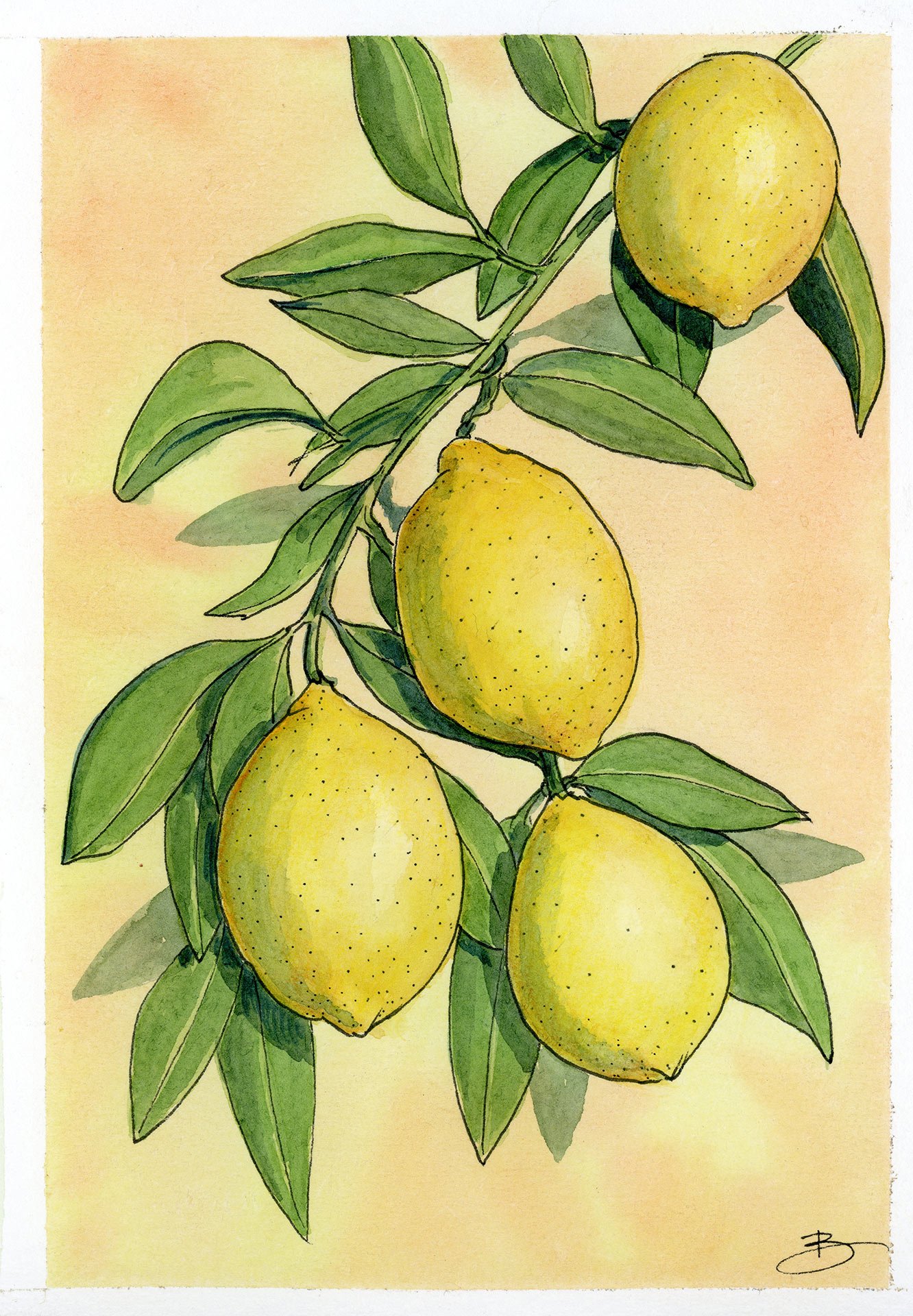 Citrons
