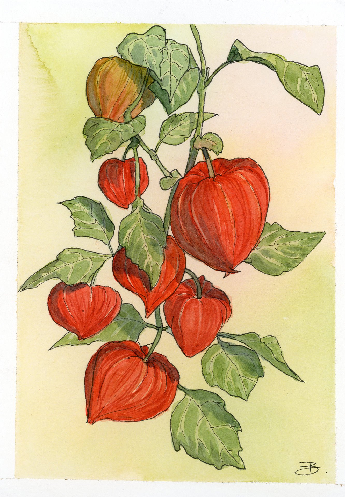 Physalis