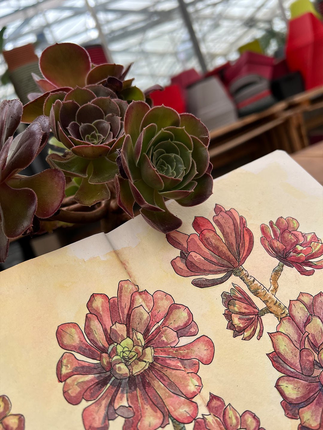aquarelle-vegetale_arrosetesfleurs.03.jpg