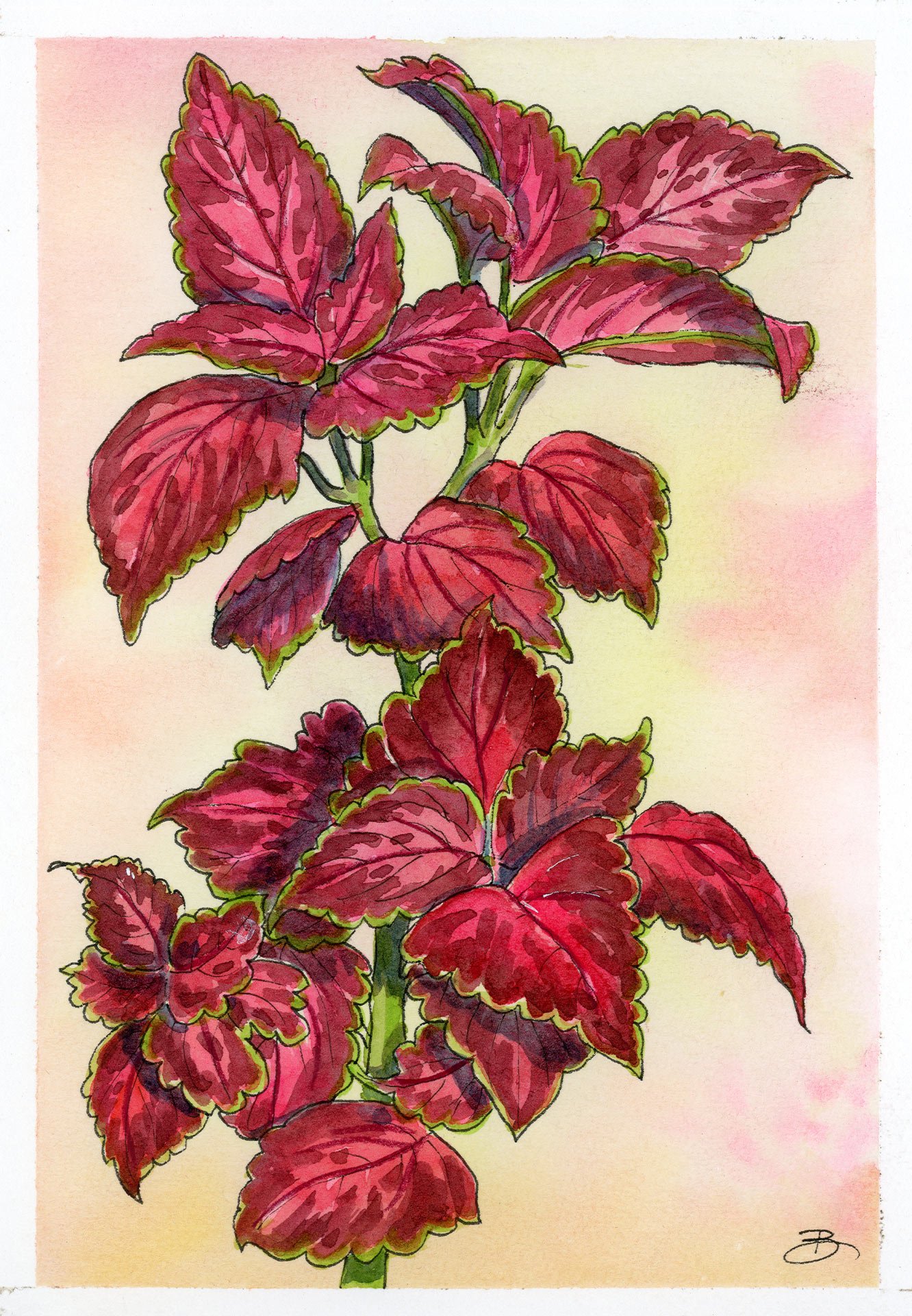 Coleus