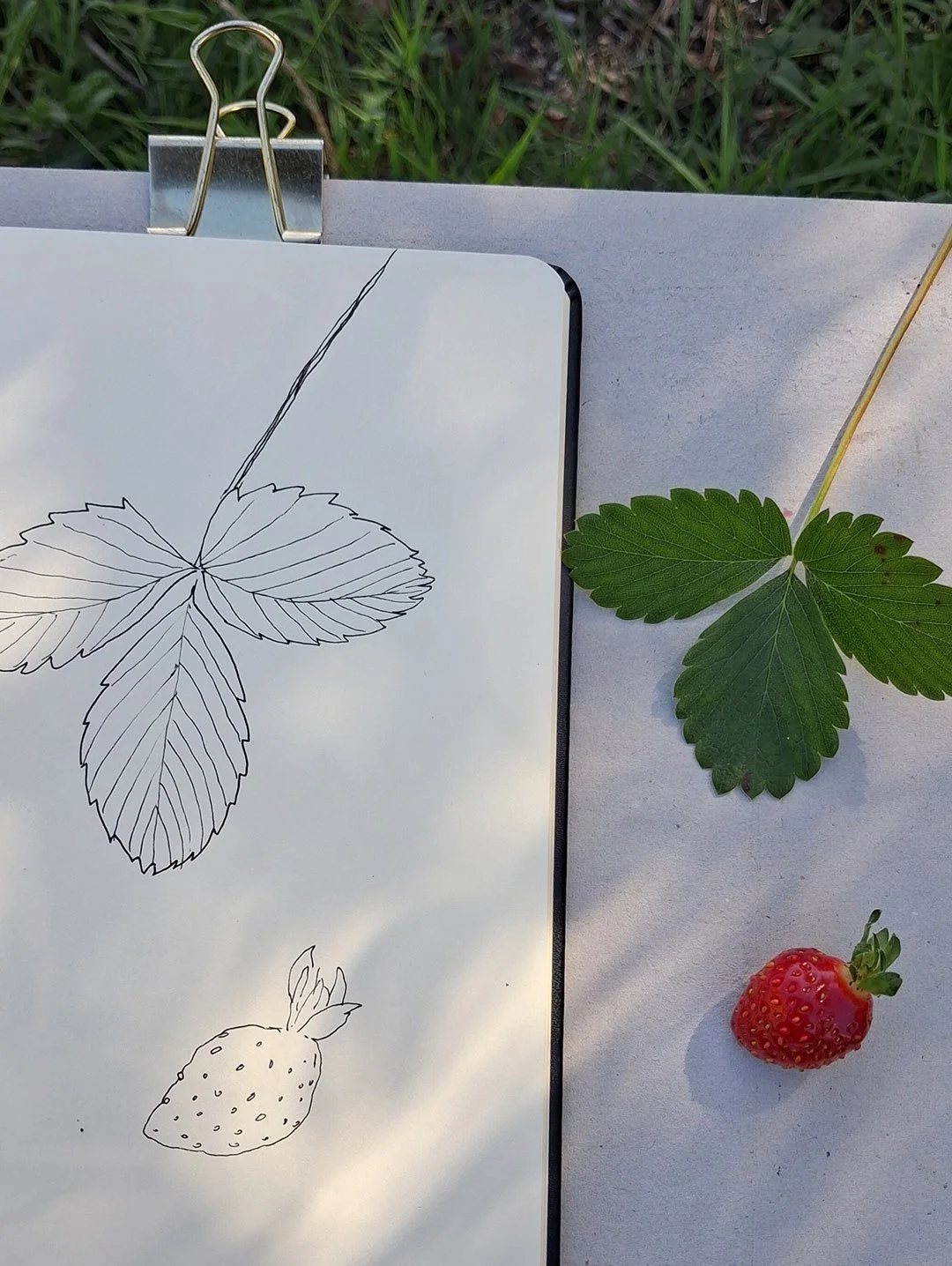 aquarelle-fraise_arrosetesfleurs.01.jpg