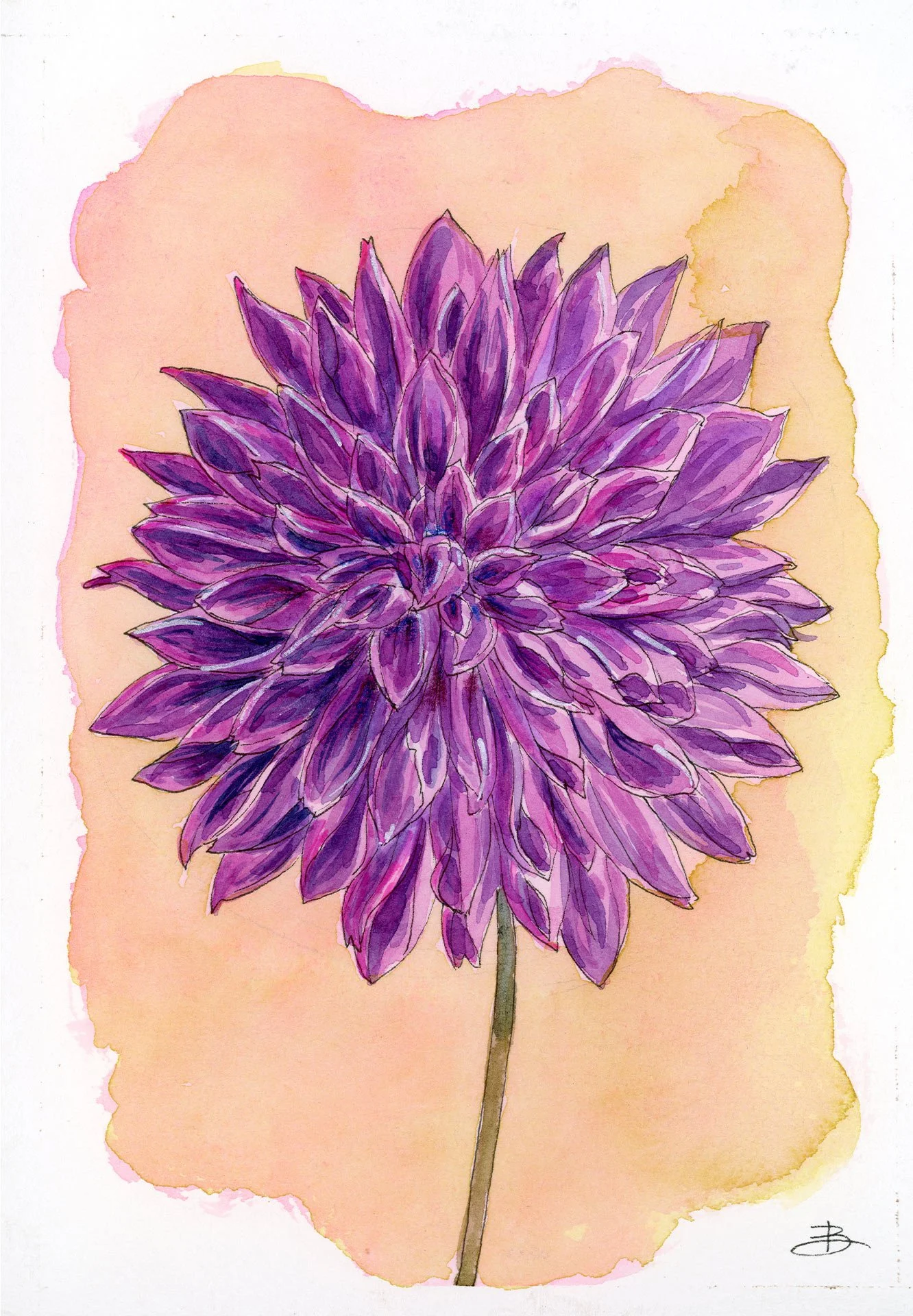 Dahlia