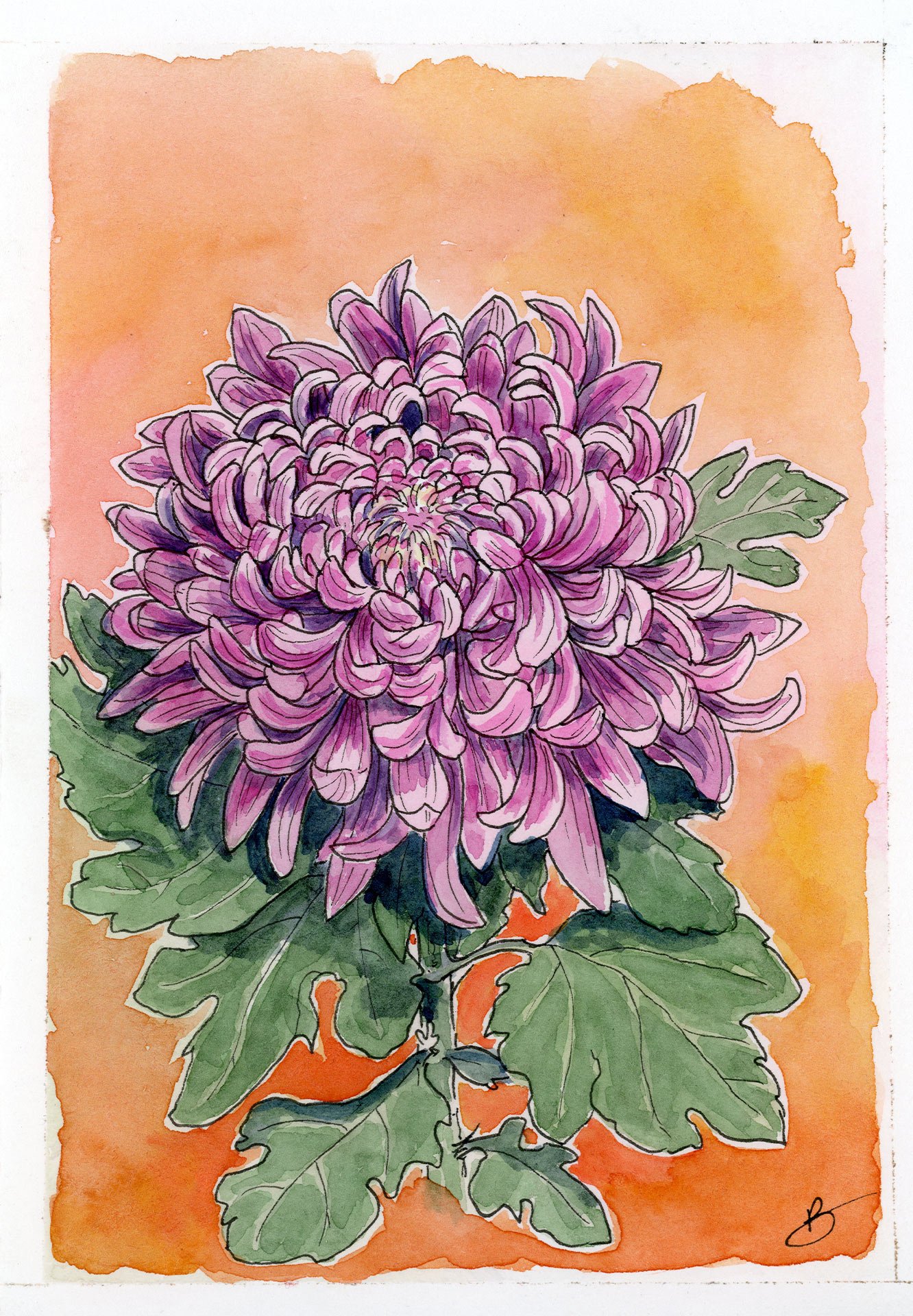 Chrysantheme