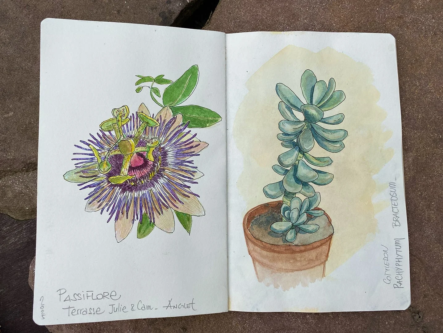 arrosetesfleurs-carnet-03.jpg