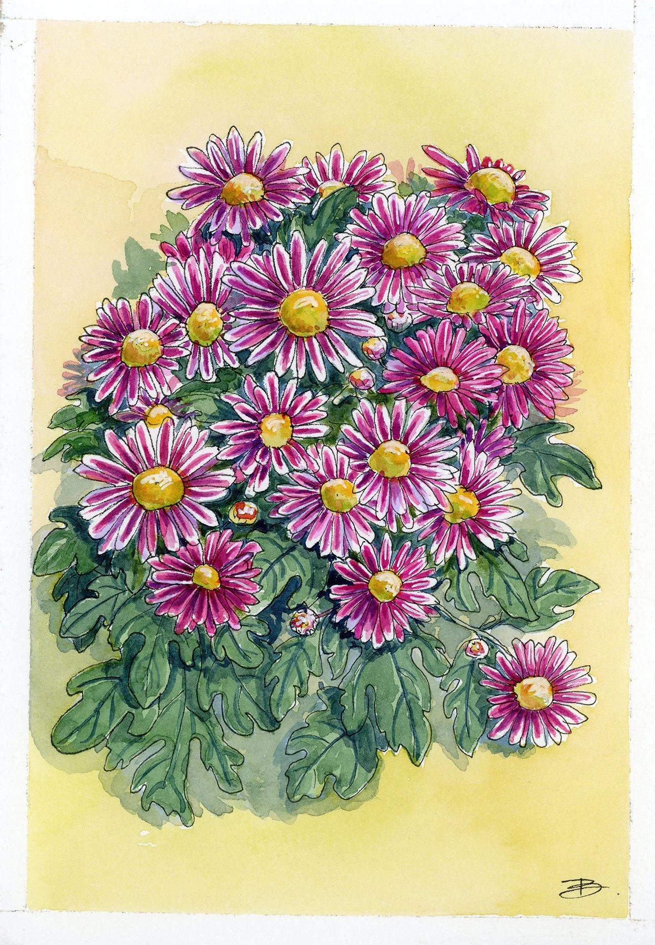 Chrysanthèmes d'Inde