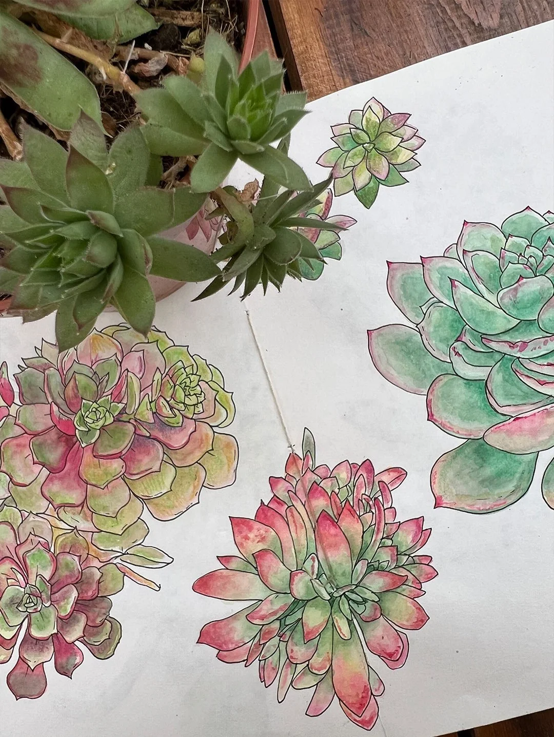 aquarelle végétale - arrose tes fleurs