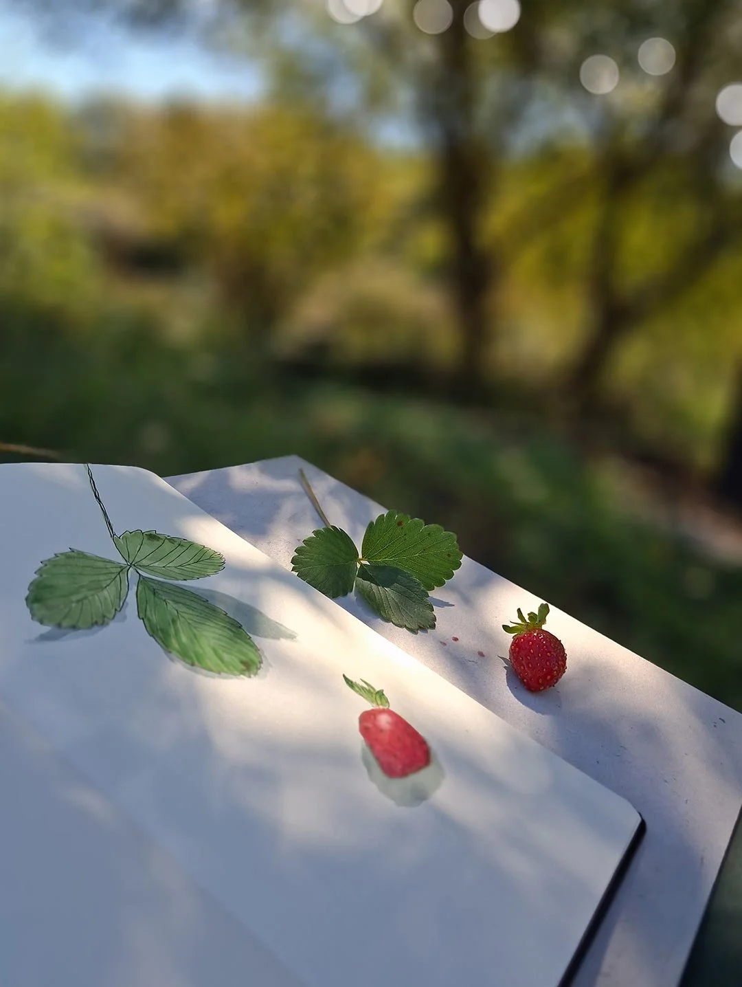 aquarelle-fraise_arrosetesfleurs.04.jpg