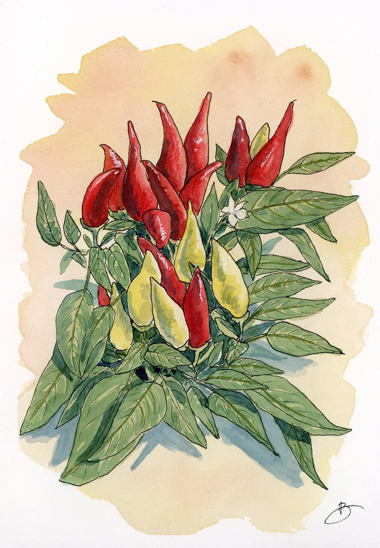 Piments