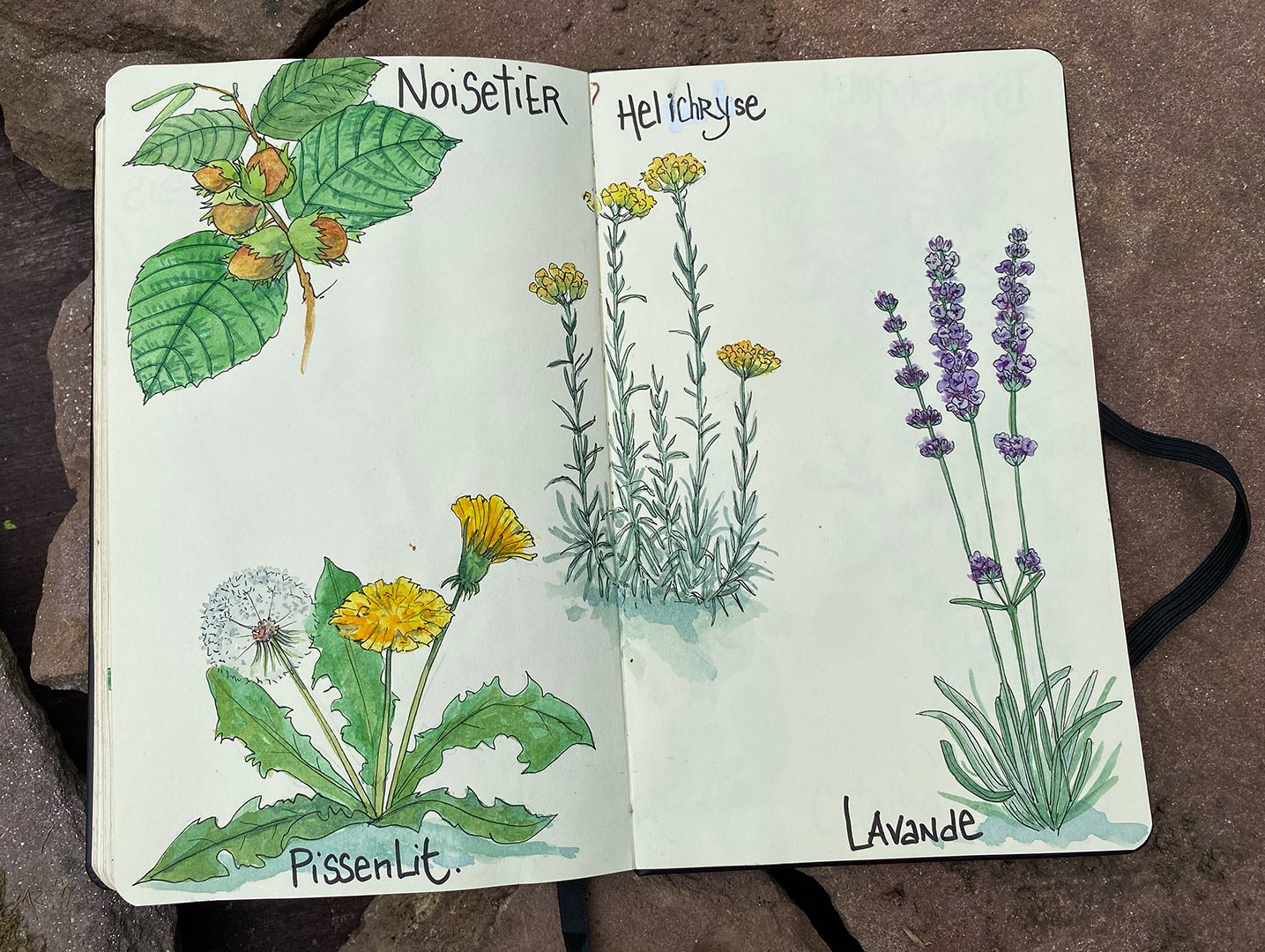 arrosetesfleurs-carnet-08.jpg