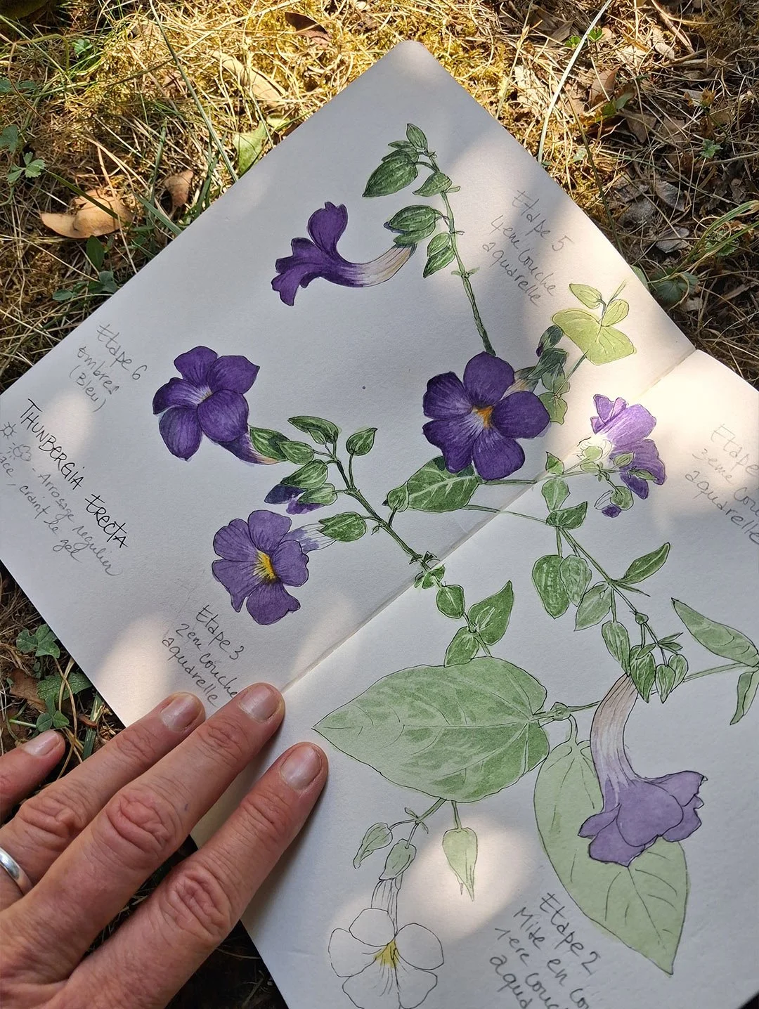 aquarelle végétale - arrose tes fleurs