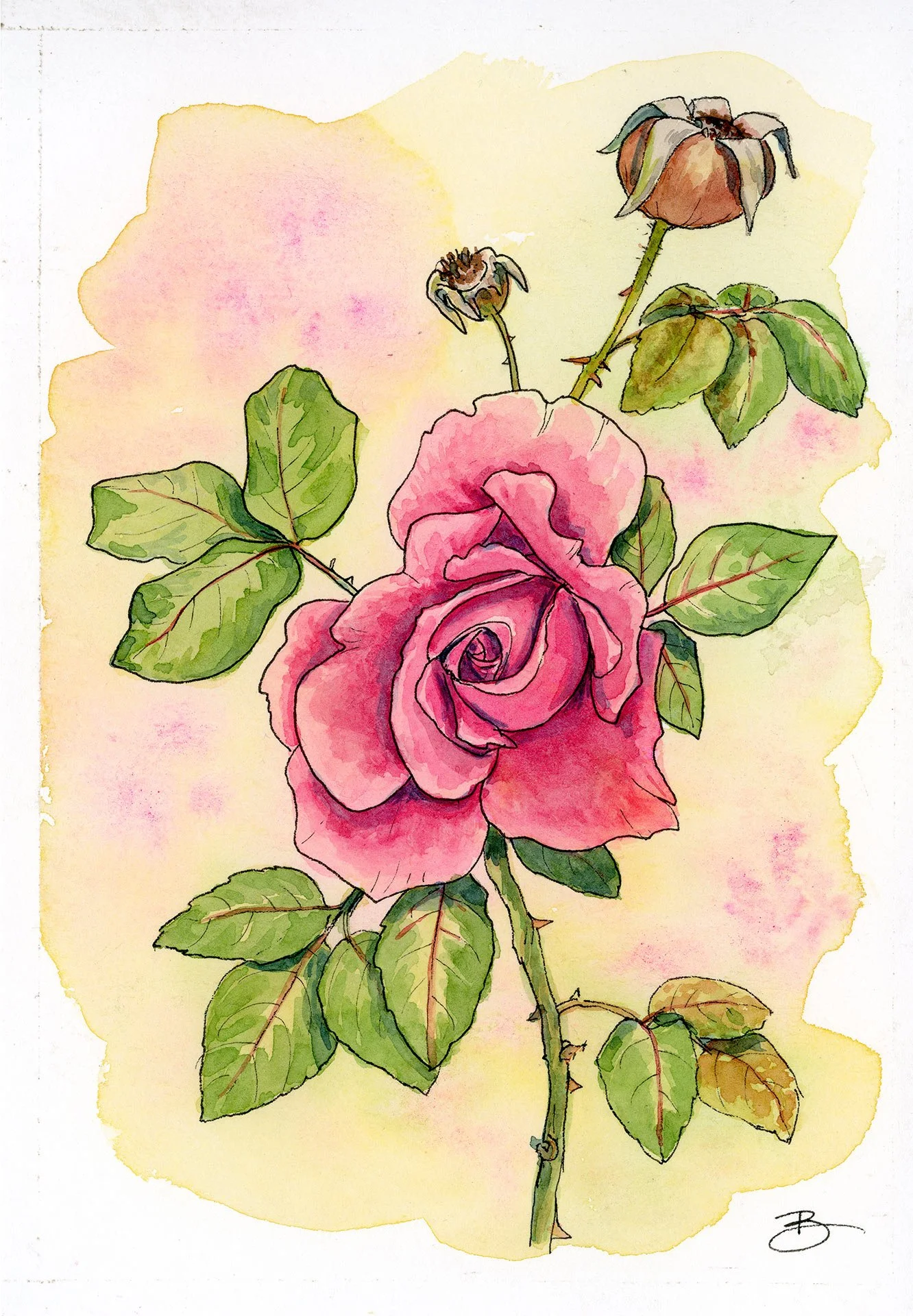Rose