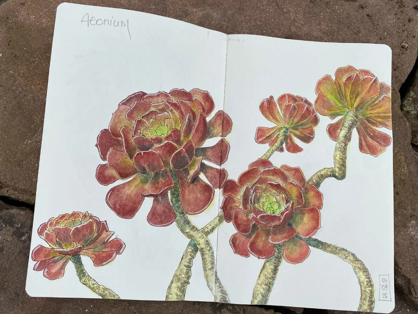 arrosetesfleurs-carnet-04.jpg