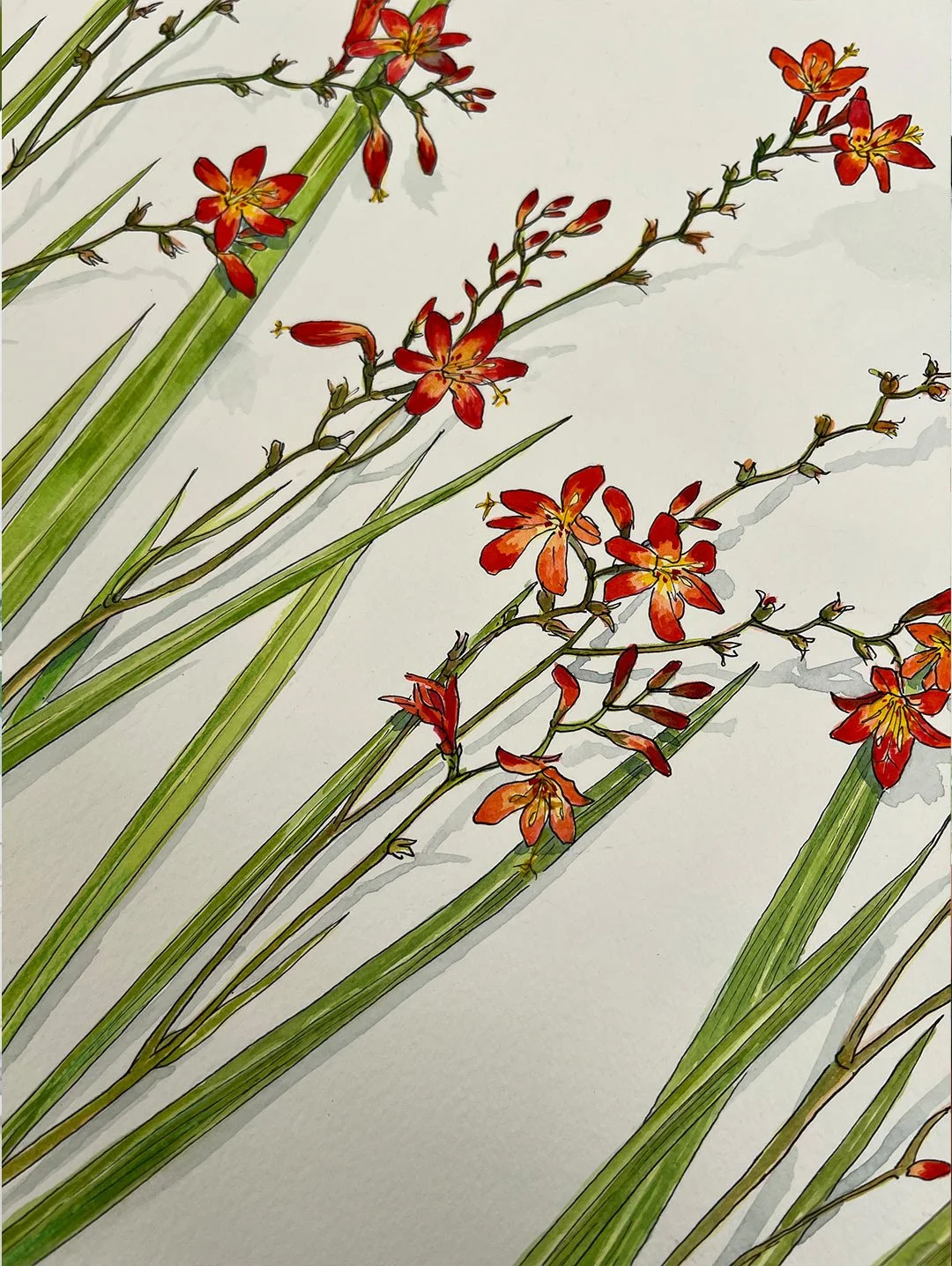 aquarelle végétale  - arrose tes fleurs