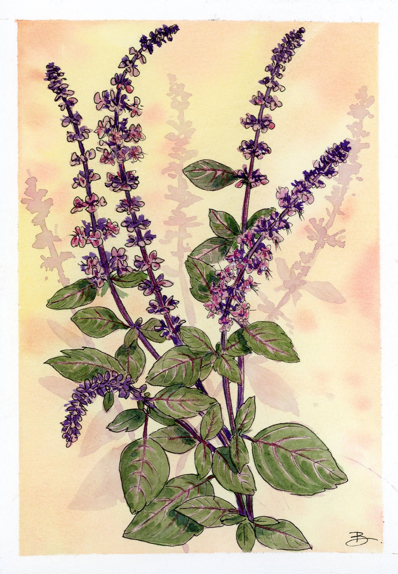 Basilic Tulsi