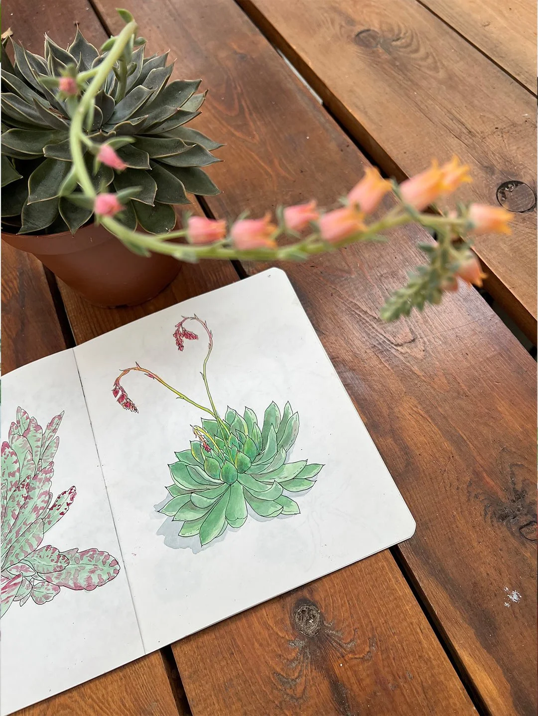 aquarelle-vegetale_arrosetesfleurs.07.jpg