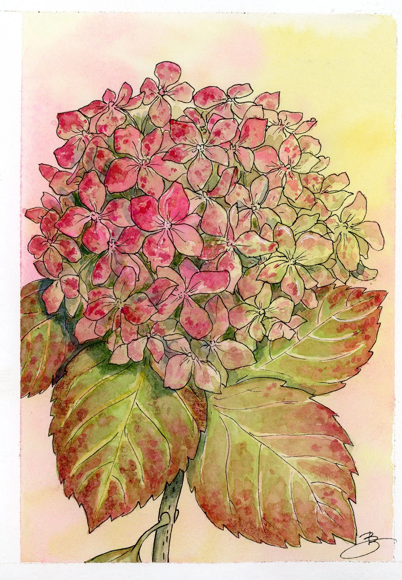 Hortensia