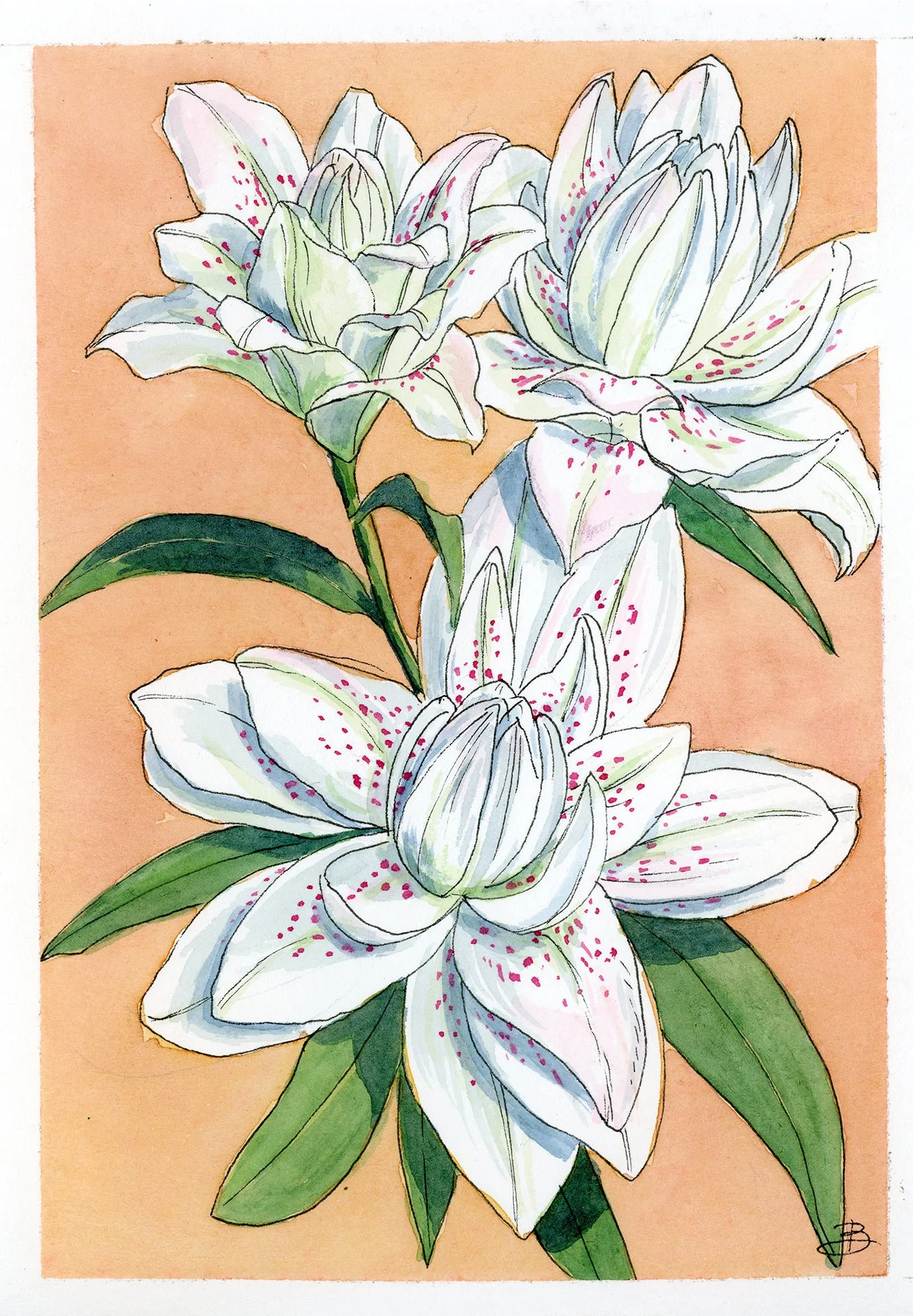 Lys