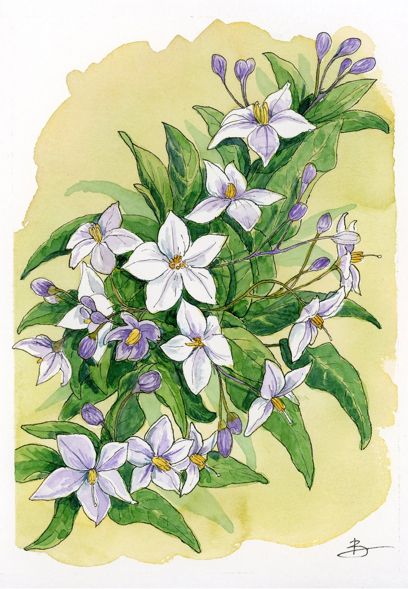 Slanum Jasminoïde