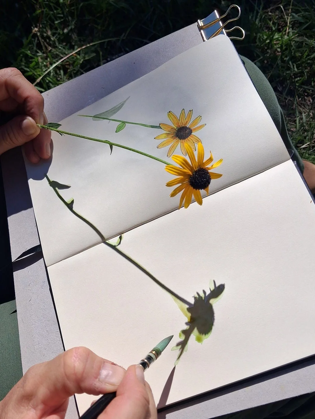 aquarelle-vegetale_arrosetesfleurs.20.jpg