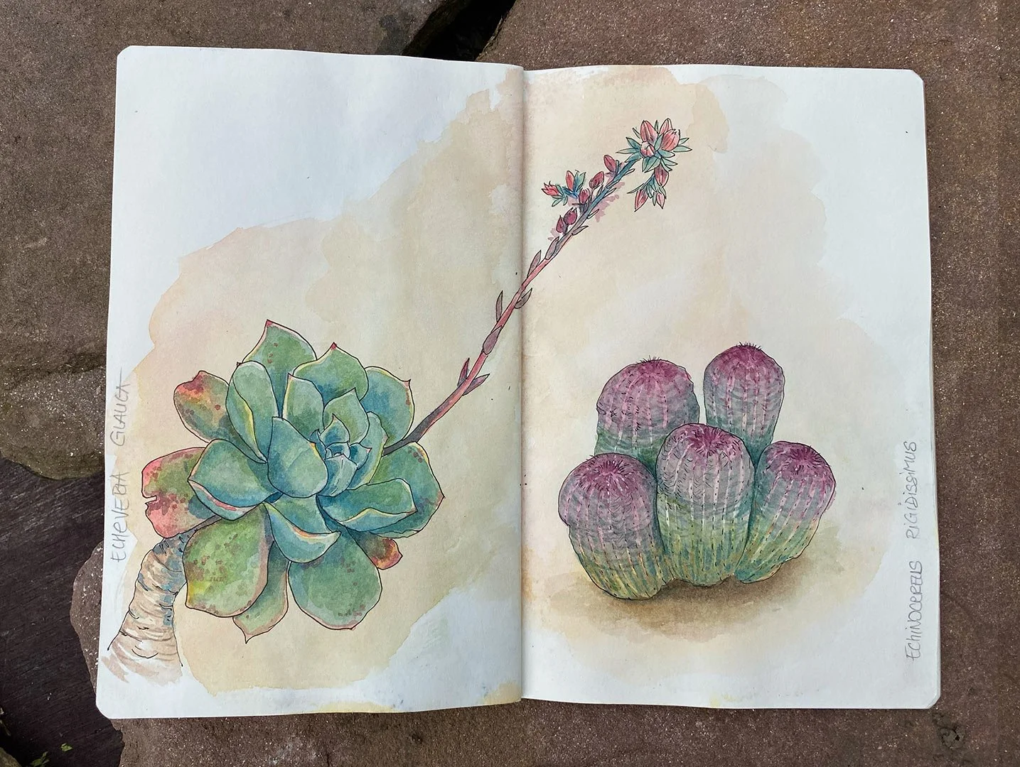 arrosetesfleurs-carnet-02.jpg