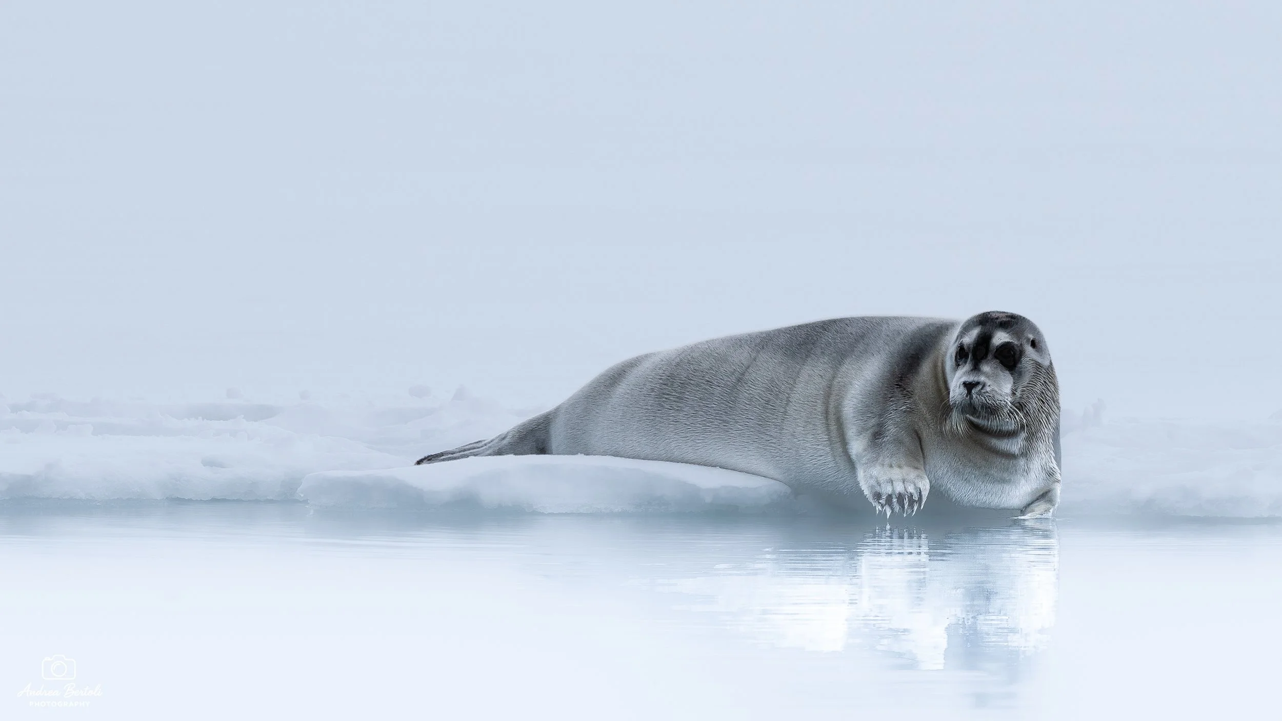 Una foca distesa su un blocco di ghiaccio su uno sfondo di cielo grigio e mare calmo.