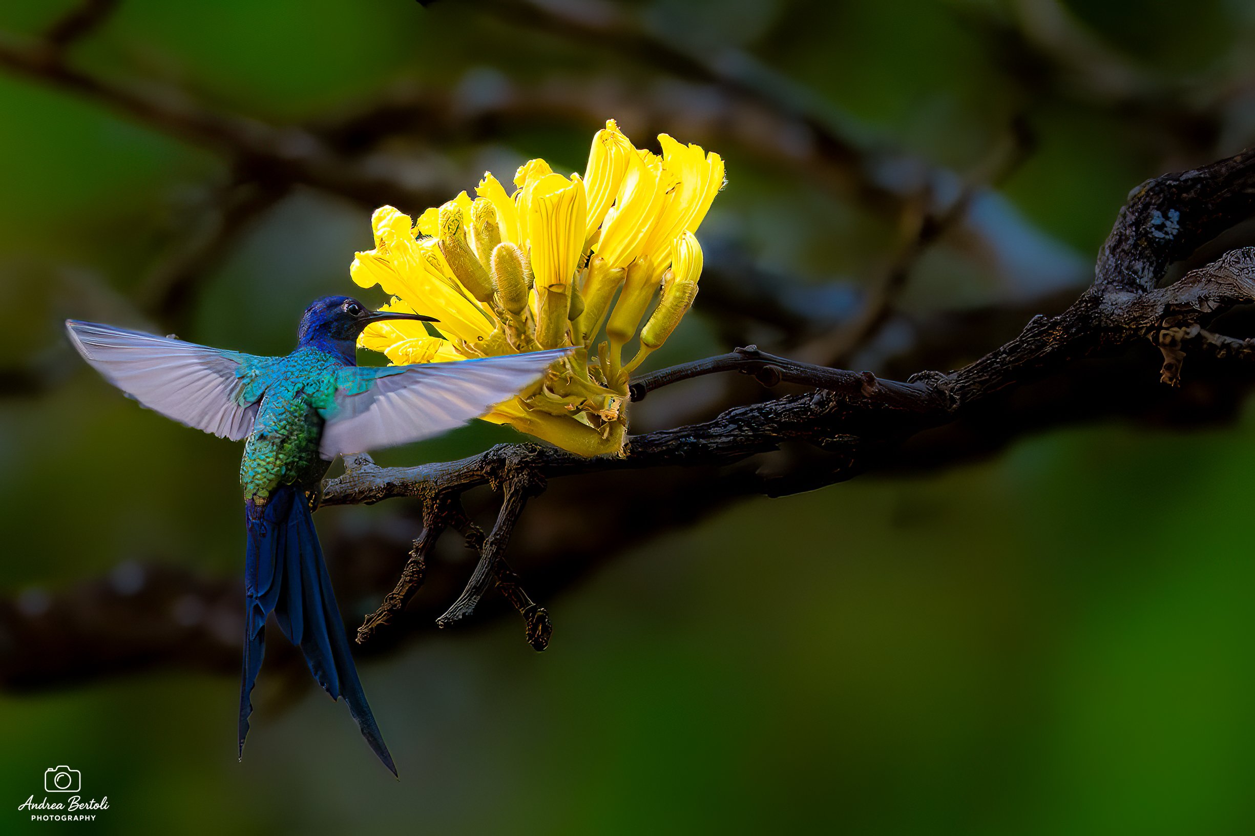 Un colibrì a coda di rondine dalla testa blu e corpo verde, si posiziona davanti a un fiore giallo vibrante su un ramo.