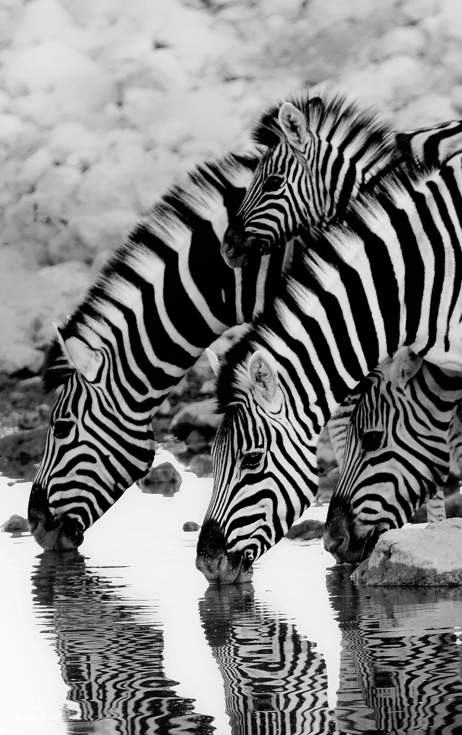 Zebre che si abbeverano in un corso d'acqua, scena in bianco e nero.