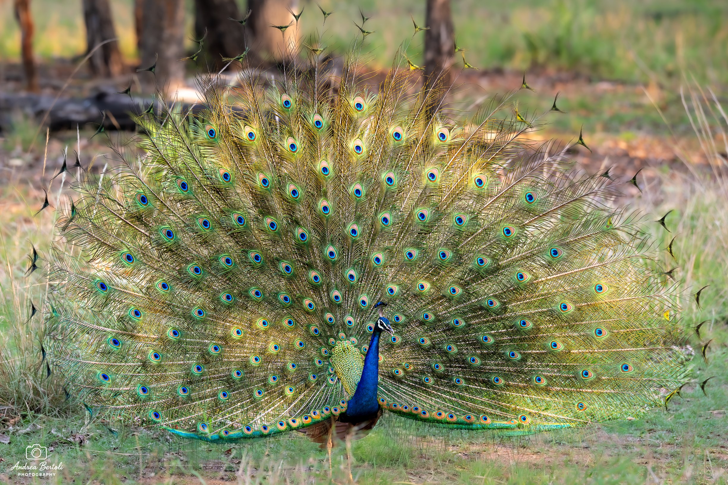 Un pavone con la coda aperta mostra le piume colorate con occhi blu e verdi chiaro, in un ambiente naturale con erba e alberi sullo sfondo.