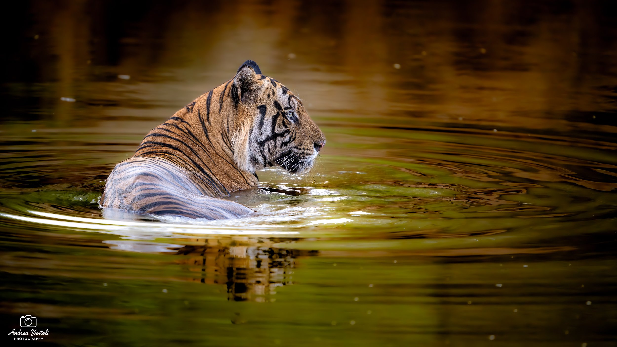 Una tigre che nuota in un lago con riflessi dorati sulle acque.