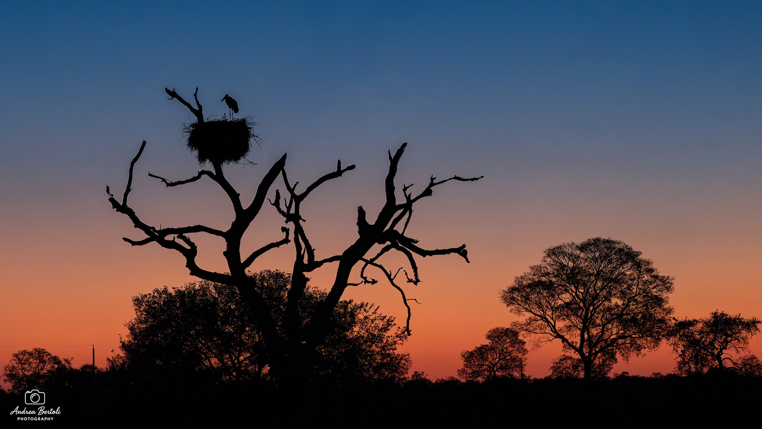 Silhouette di un albero spoglio con un nido e una cicogna sulla cima contro un cielo al tramonto con sfumature di blu, arancione e rosa, e altri alberi sullo sfondo.