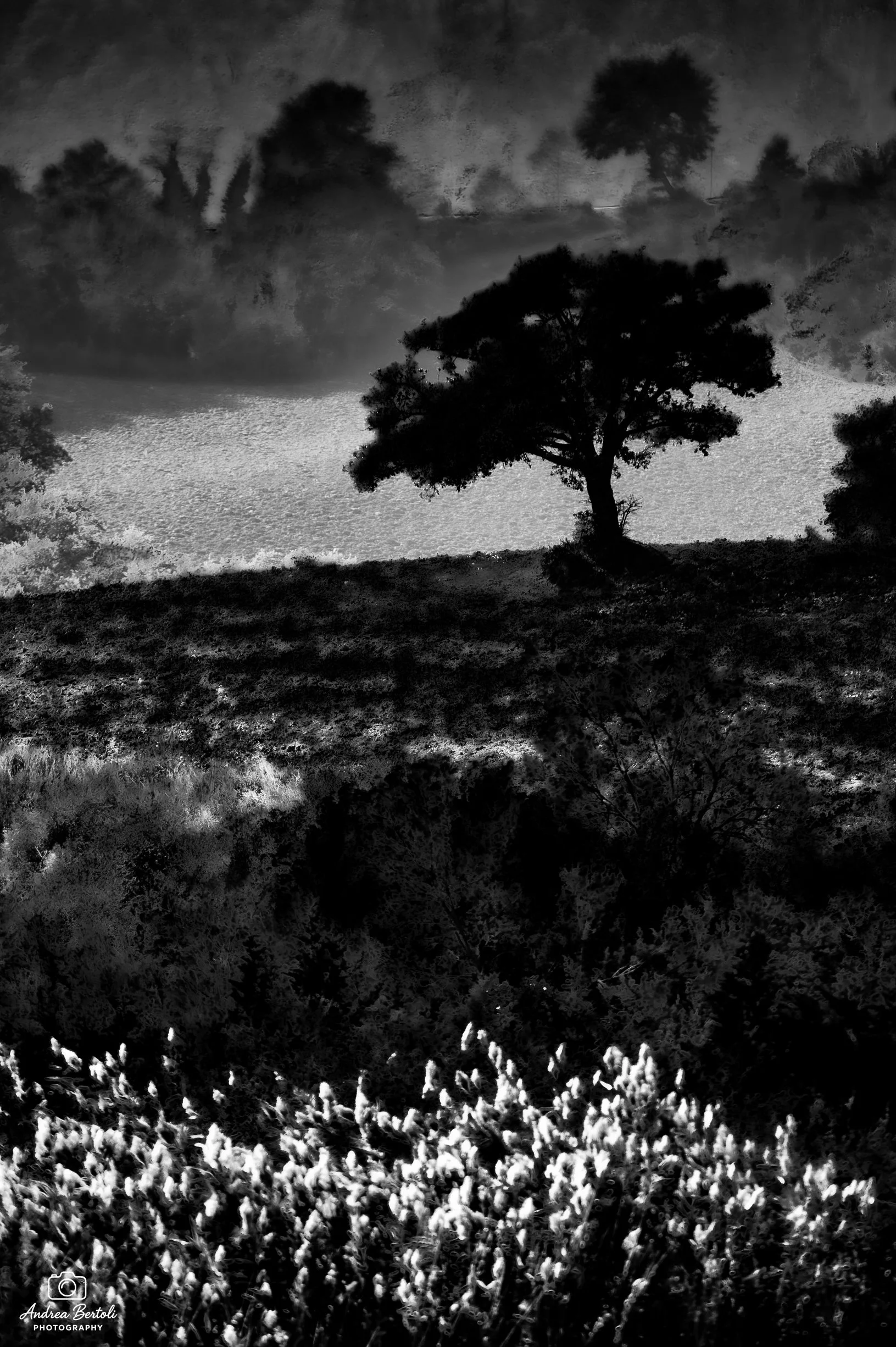 Paesaggio di notte con alberi e colline in bianco e nero, con una grande quantità di fiori o erba in primo piano.