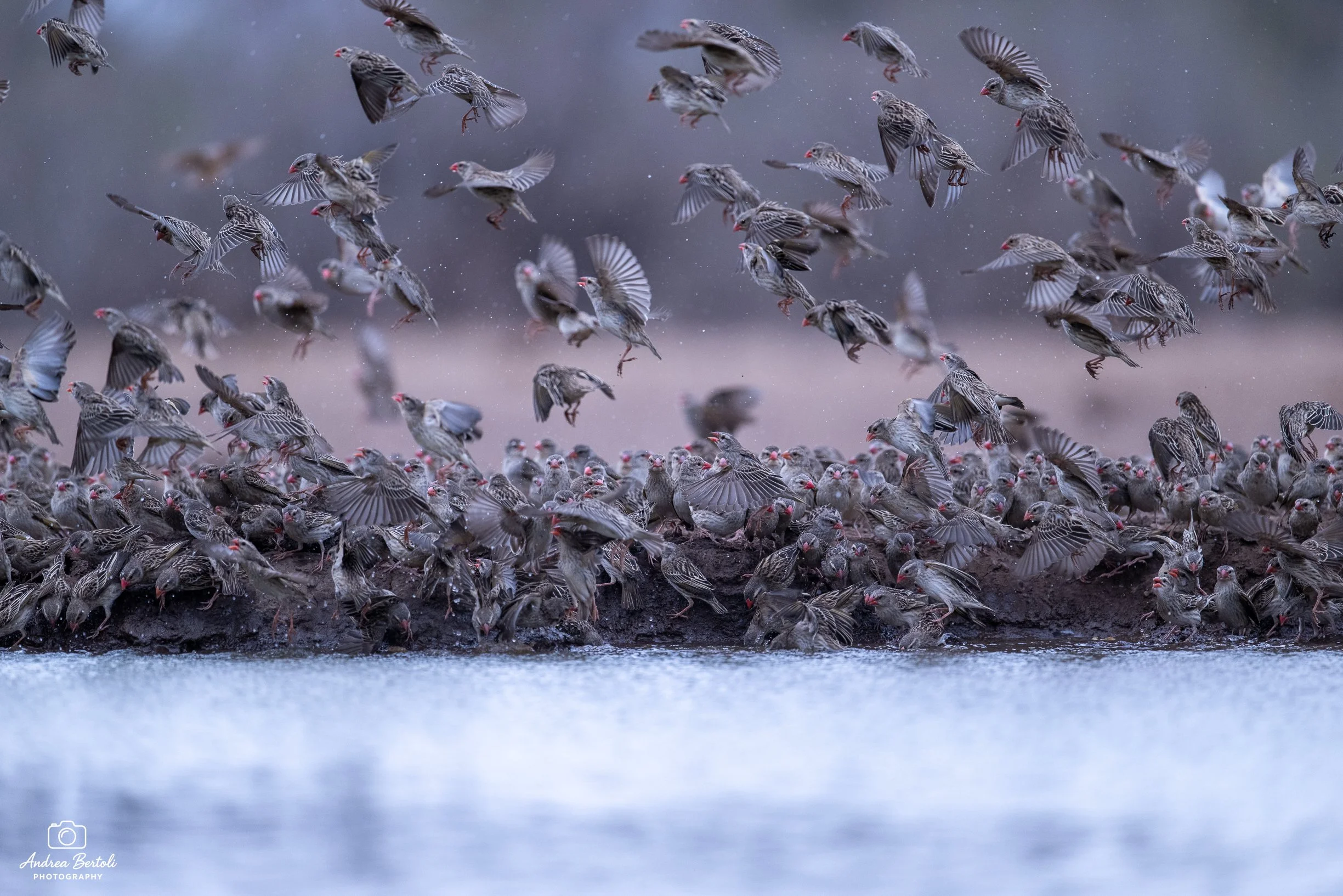 Un grande gruppo di uccelli, probabilmente storni, si riuniscono in volo e si posano su una superficie vicino a un corpo d'acqua in un paesaggio naturale, con uno sfondo sfocato e tonalità di grigio e blu.