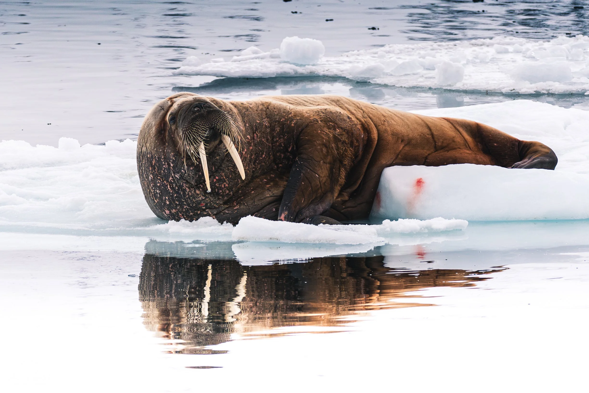 Una lontra delle aringhe sdraiata su un ghiacciaio in un paesaggio artico con acqua e iceberg.