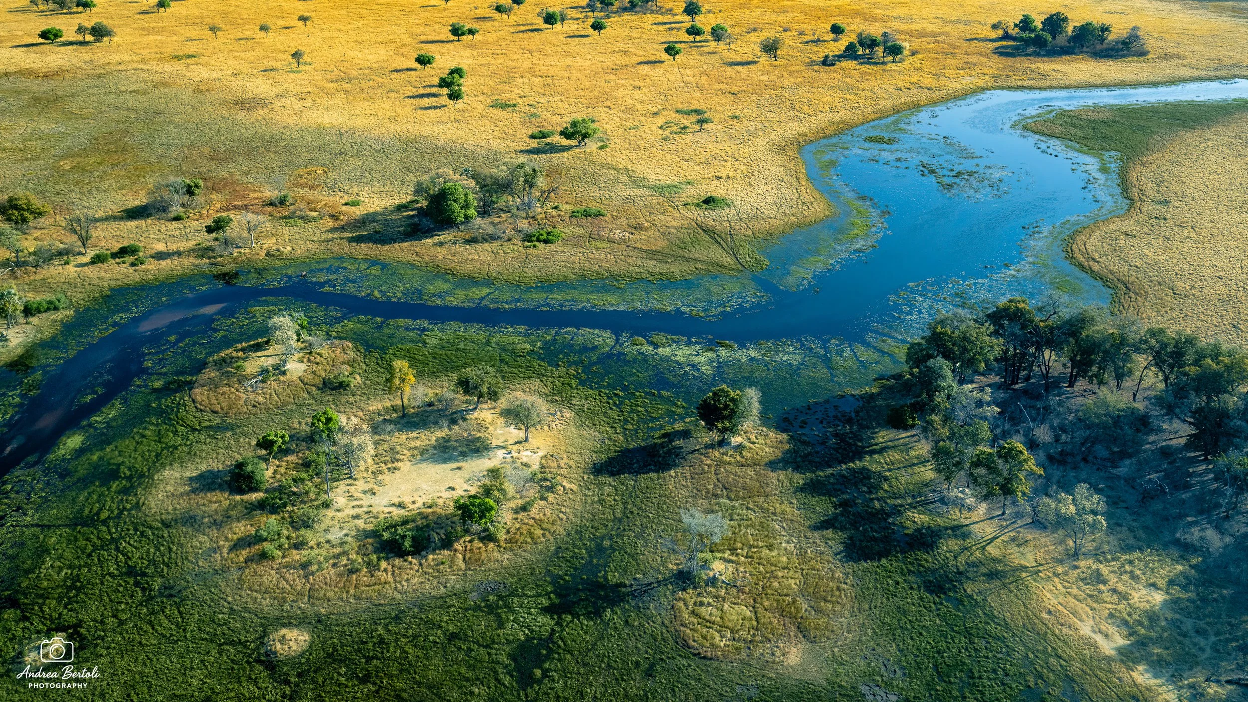 Vista dall'alto del Delta dell'Okavango con il fiume blu che attraversa una vasta area di campi verdi e gialli, disseminati di alberi sparsi.