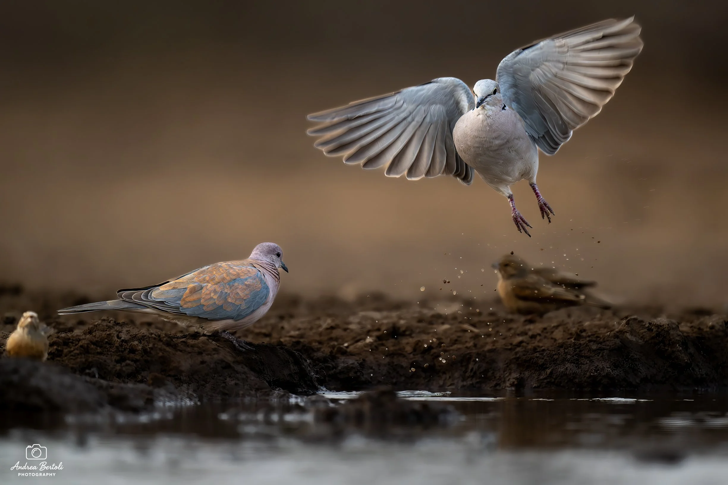 Due colombe vicino all'acqua, una in volo con le ali aperte, l'altra che si trova a terra, entrambe su un terreno fangoso.