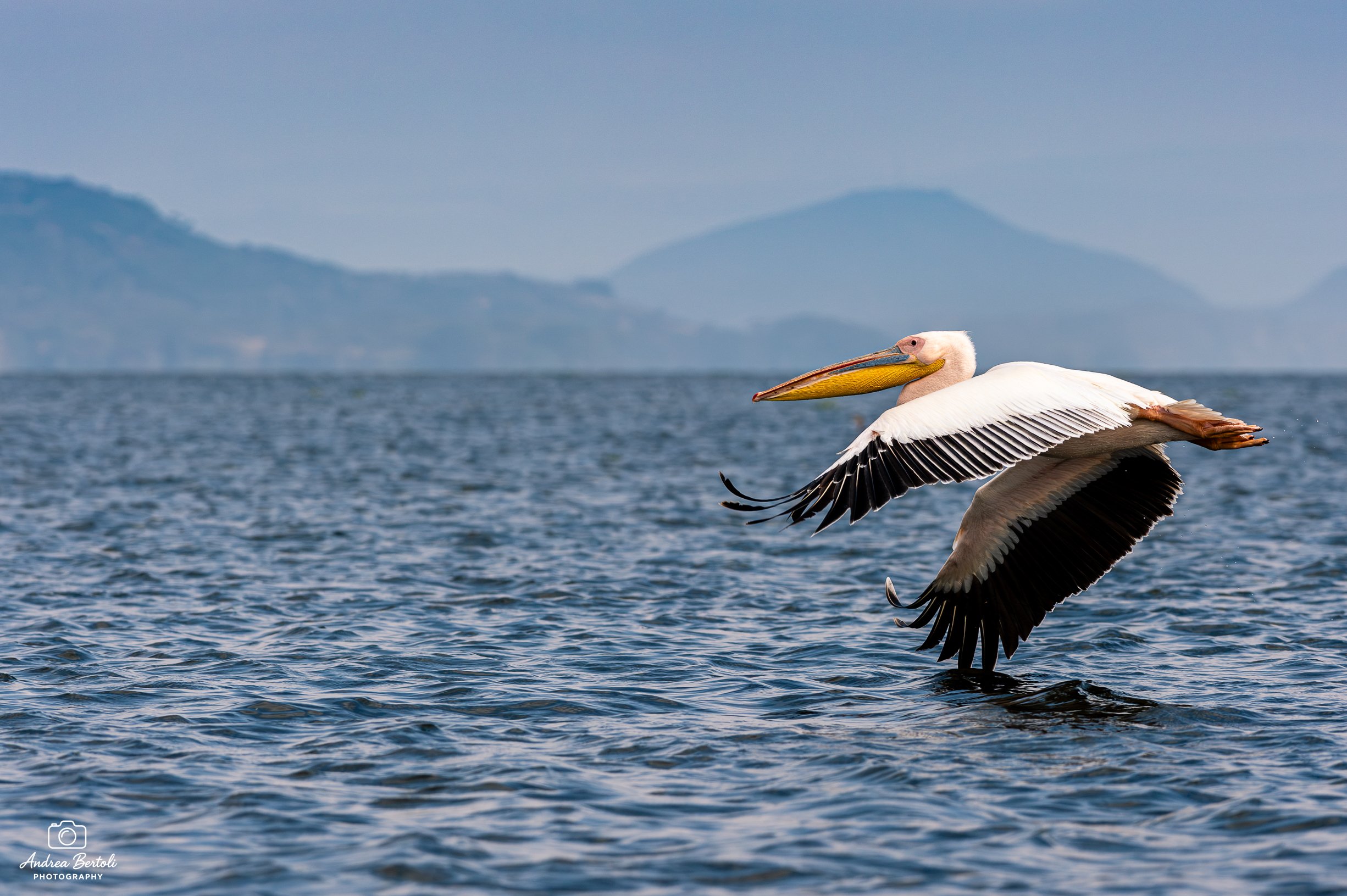 Una lontana vista di una spiaggia con montagne sullo sfondo. In primo piano, un pellicano sta volando sopra l'acqua del lago Naivasha.