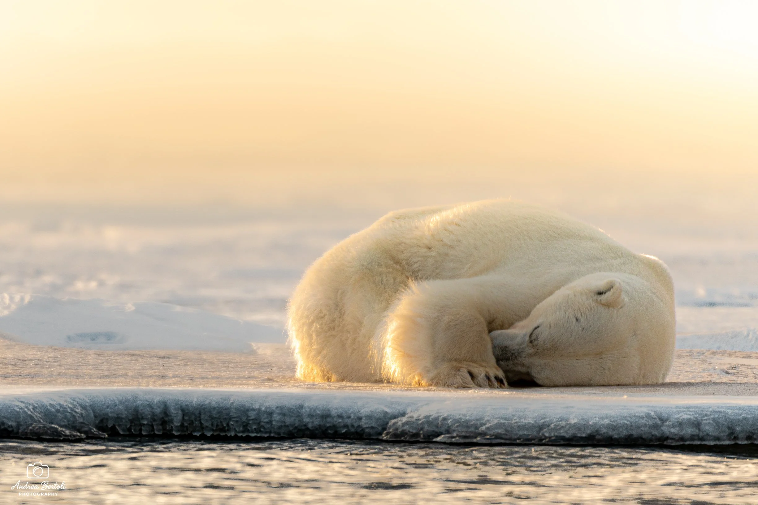 Un orso polare sdraiato sulla neve al tramonto, con un cielo dorato e mare in lontananza.