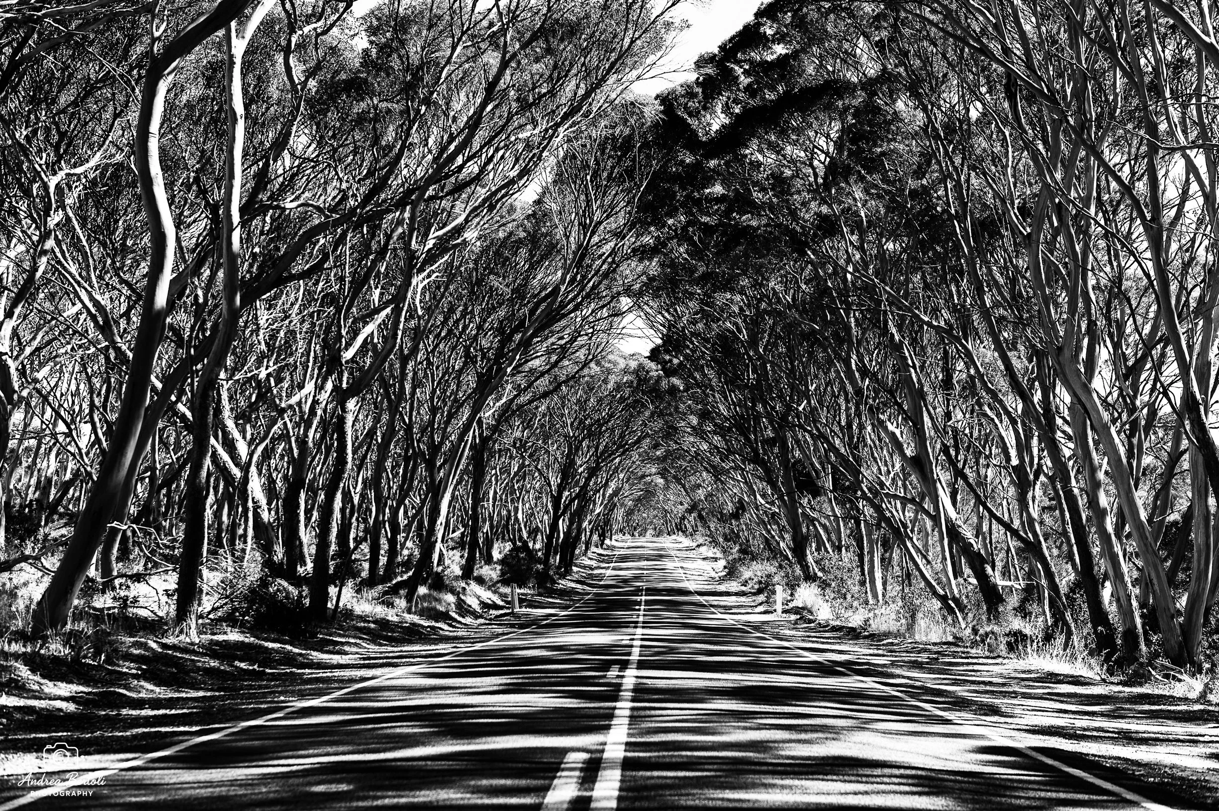 Una strada attraversata da un tunnel formato da alberi spogli, in bianco e nero.
