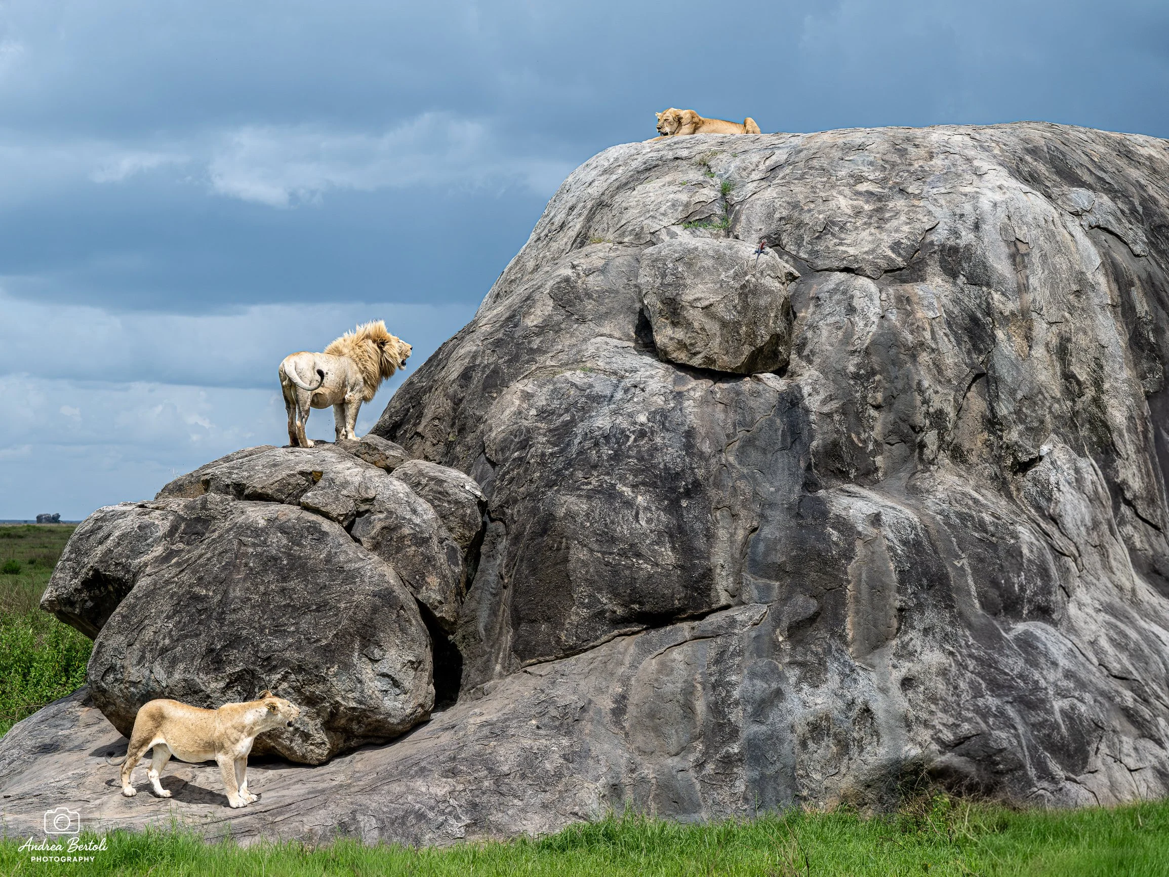 Lungo una grande roccia si trovano un leone, una leonessa e un cucciolo di leone, in un paesaggio aperto con cielo nuvoloso.