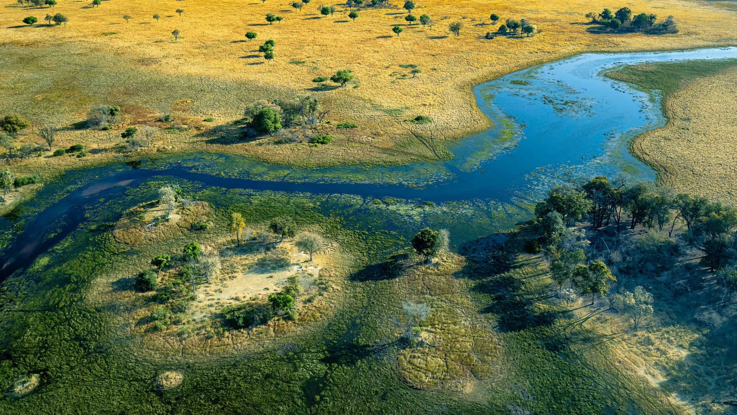 Paesaggio visto dall'alto con il fiume Okawango che scorre tra campi verdi e gialli, sparse alberi e vegetazione.