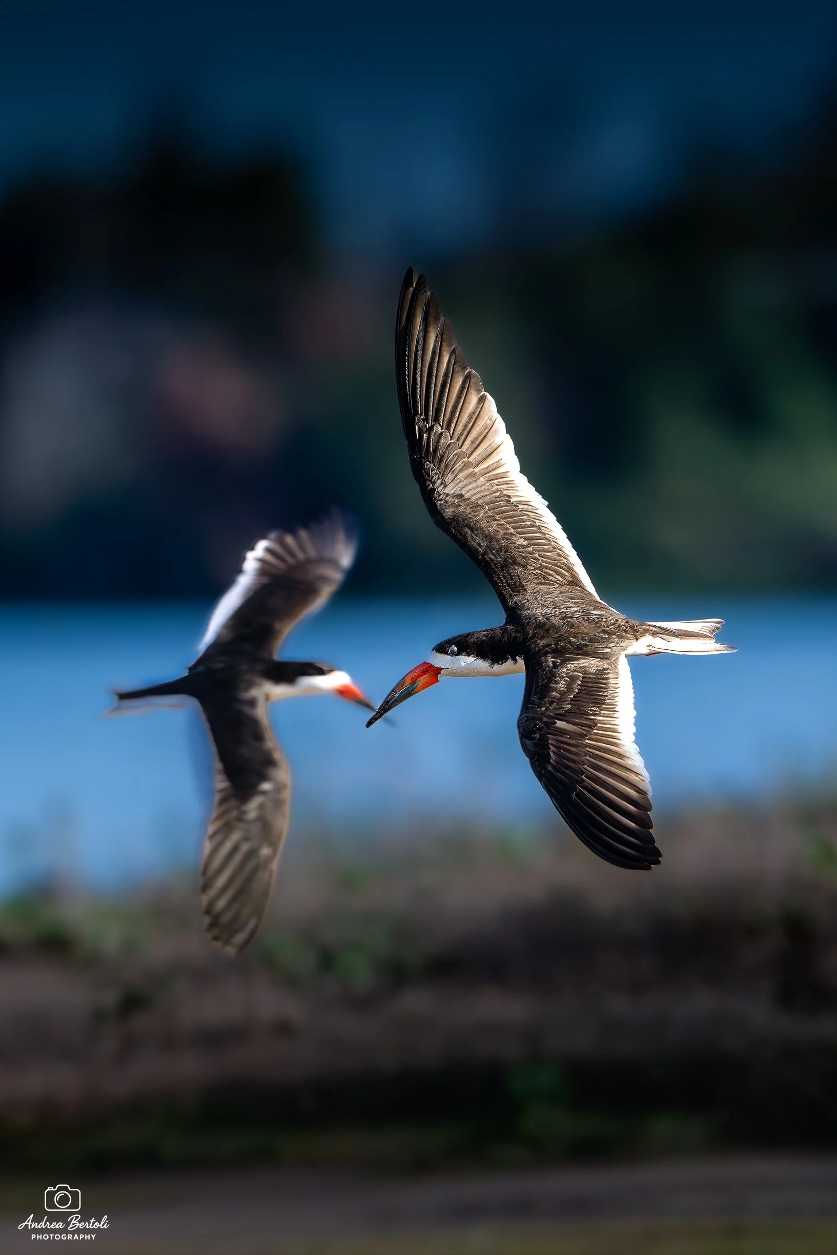 Due stormi di uccelli marini in volo sopra il mare, con uno sfondo di cielo blu e nuvole indistinte.