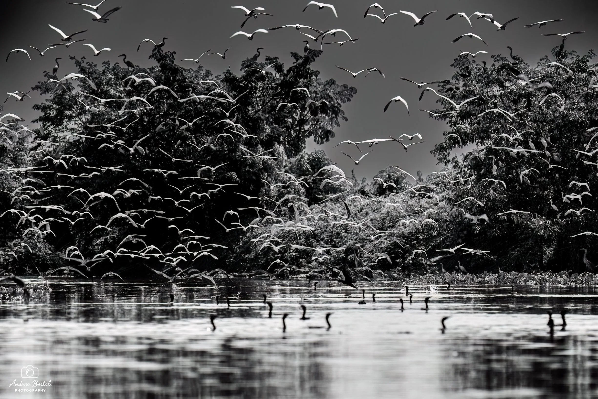 Una grande colonia di uccelli che volano sopra un fiume o un lago, con alberi sullo sfondo, in un ambiente naturale. L'immagine è in bianco e nero.